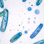 Microscopic view of blue and green rod-shaped bacteria with visible hair-like structures on a white background.