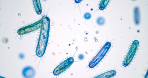 Microscopic view of blue and green rod-shaped bacteria with visible hair-like structures on a white background.